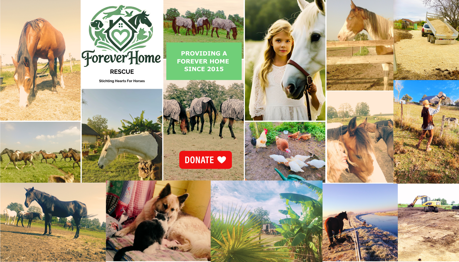 Stichting Hearts for Horses beeld